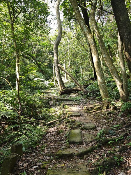 2026-0221造鎮-太極嶺-桐花公園-承天禪寺-永寧站3005805