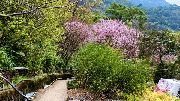 《蝶戀花・賞墨染櫻》2716458