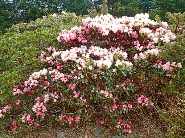 小奇萊賞杜鵑   2019/04/10563973