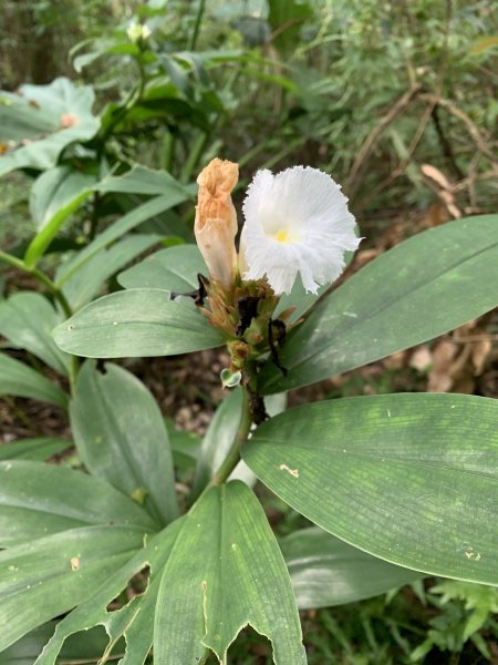 20250830高雄新鳥山2877053