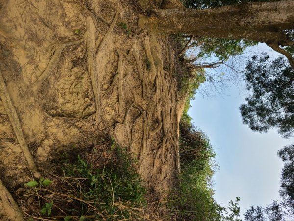 潭子新田山步道2698626