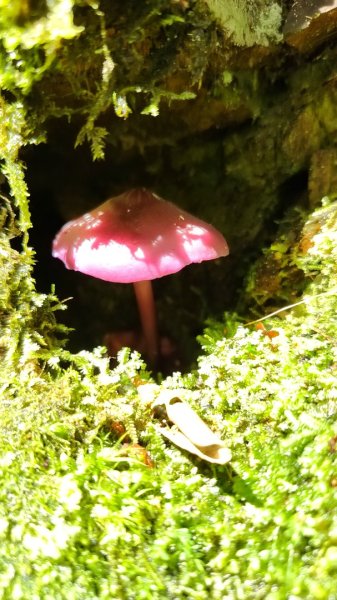 2025/7/12、7/13 西巒大山2839182