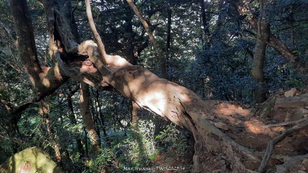 《新竹》斷崖神木｜北得拉曼步道小P繞202510172917485