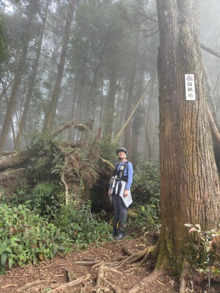 留龍頭-嶺頭山-金柑樹山-忘憂森林（2025必去）2720352