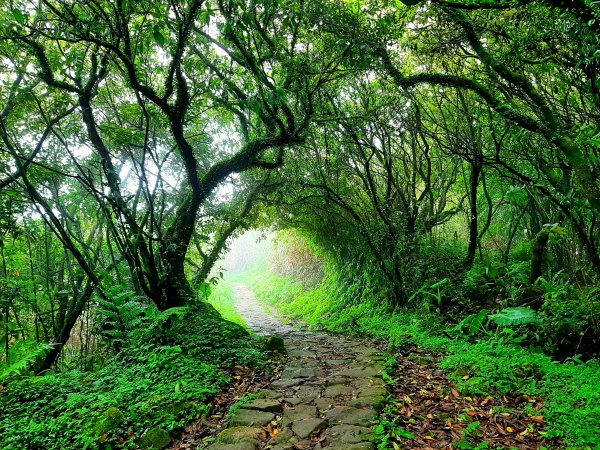 走遍陽明山：擎天崗系｜迷霧中的草原祕境、古道幽境2123787