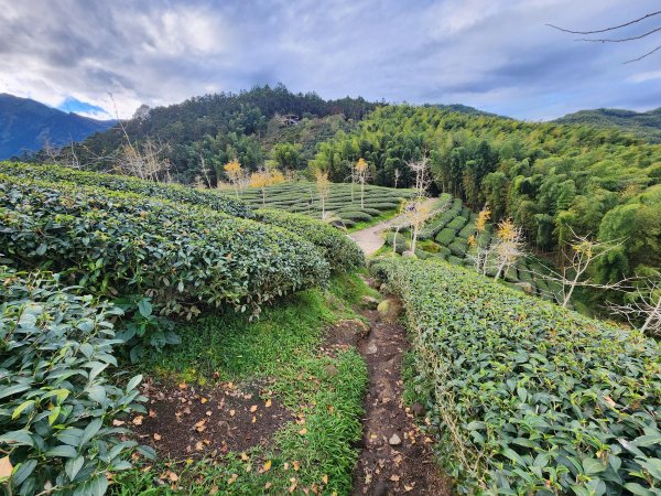 20251228溪頭山龍鳳山嶺頭山O型2992373