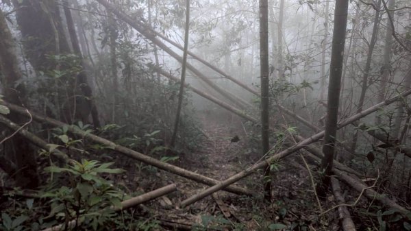 集集大山步道2886268