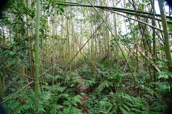 桃園 復興 牌子山、金平山2952209