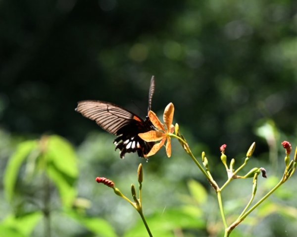 2025_0628 大羅蘭溪古圳步道(福山馬岸)
