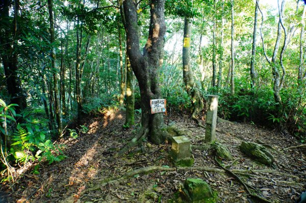 桃園 復興 上宇內山、南插天山3129135