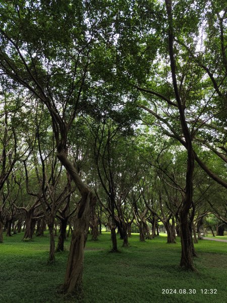 大安森林公園、大港墘公園【走路趣尋寶】【臺北健走趣】2584922