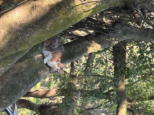 虎頭山健行10122911373