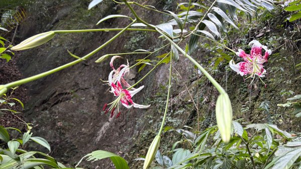 岩壁上的花、艷紅鹿子百合（12868972