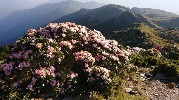 合歡山五座百岳賞杜鵑花587047