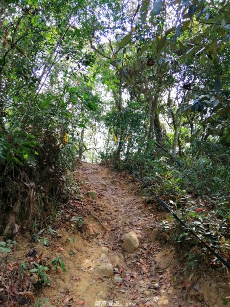 苗栗~山林裡賞優美樹姿~大克山砲台古道1319441