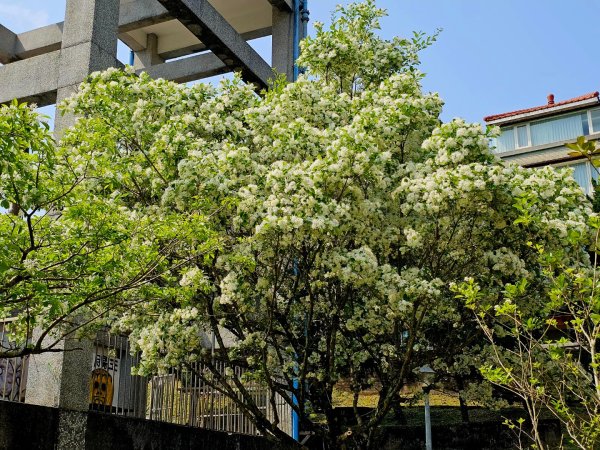 2025年臺北大縱走第四段：風櫃口至中華科大2756006