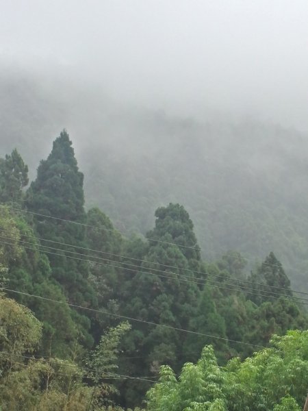 大凍山/霹靂山/雲之道/櫻之道696946