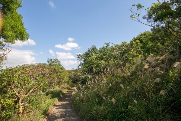 南崁山 五酒桶山 山鼻山步道228038