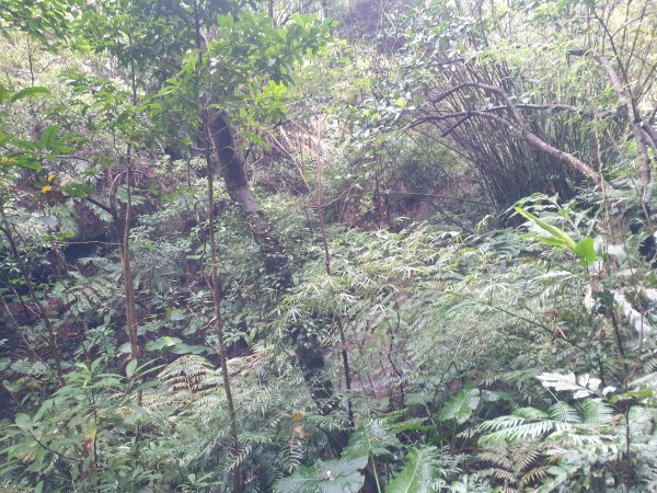 臺北大縱走第六段1516073