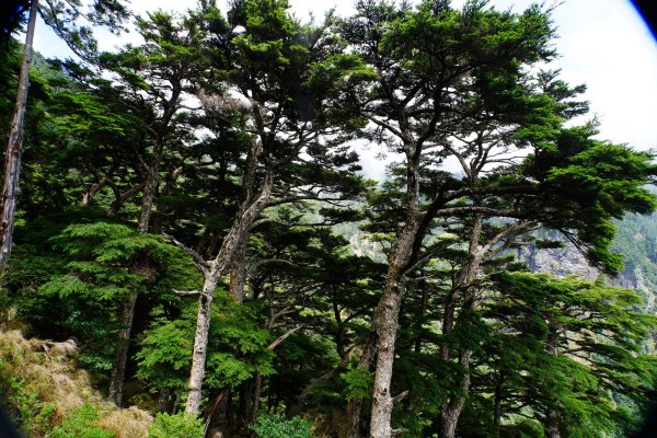 臺灣 嘉義 玉山3110194