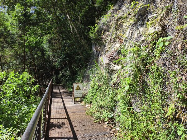 [百山百鳥尋旅-07/15] 2025_0831 八仙山國家森林遊樂區步道群_天籟步道2875922