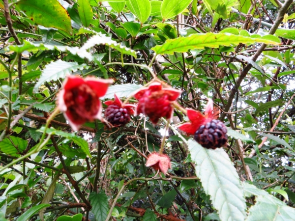 陽明山國家公園原生花草62496