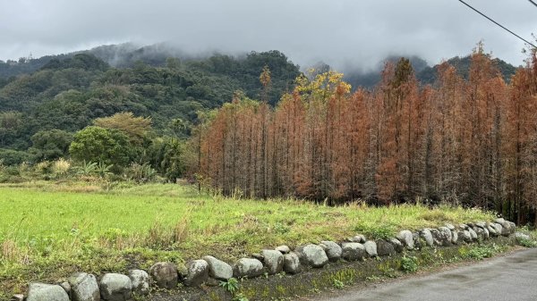 20240121大崎棟步道2410205