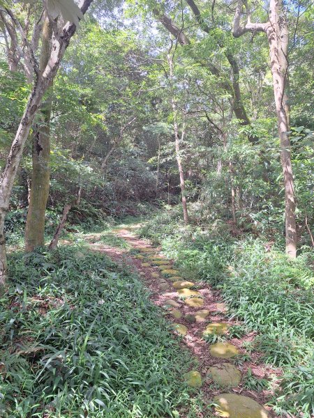 三義挑炭古道(三通嶺古道)11508233115412