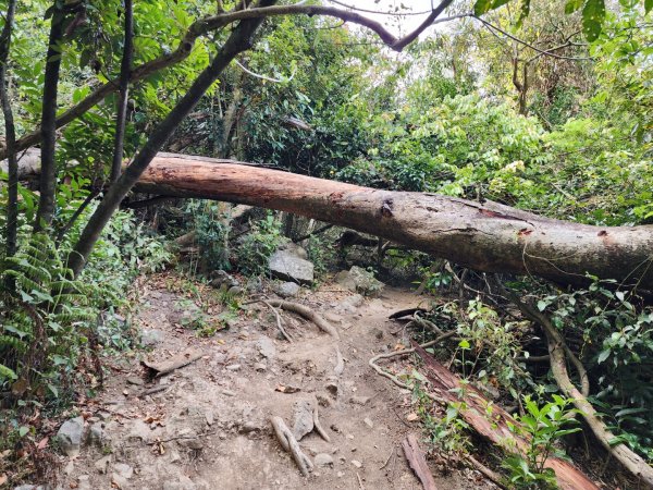 小百岳No.81⛰大山母山2776402