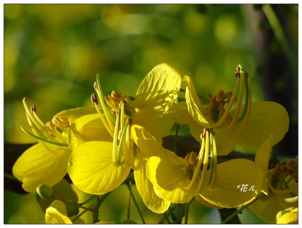 亞洲大學/六月的花豔981757