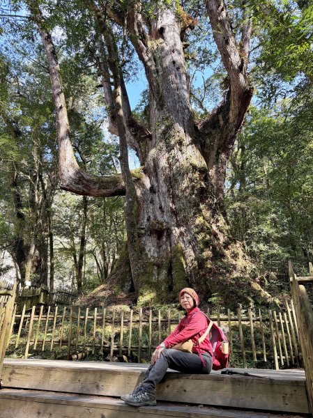 司馬庫斯巨木步道+櫻花祭202602193009446