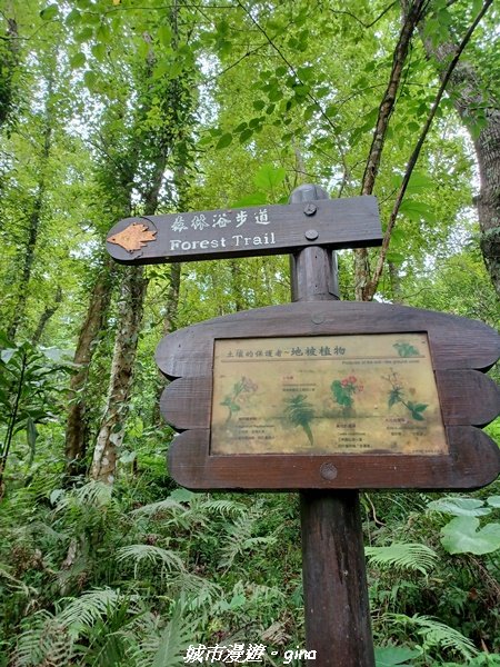 【花蓮壽豐】秀麗山景。 池南國家森林遊樂區森林浴步道2266015