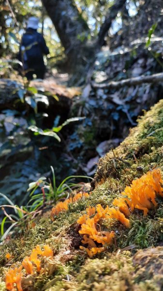 《台中》秋紅約定｜鳶嘴稍來山國家步道上稍來山賞台灣紅榨槭202112051538518