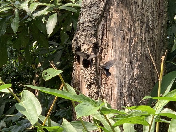 20251004高雄尾寮山-西北峰2907854