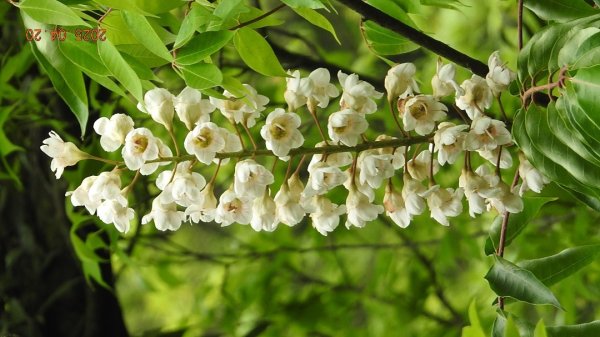 五色鳥和鐘萼木&夕陽晚霞 4/202766532