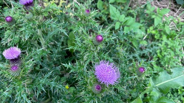 台北大縱走第三段2786898