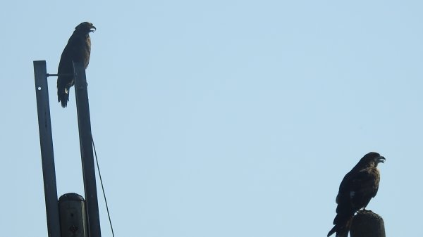 雲山水花鳥蝶 - 天龍國阿伯的日常7/18 & 21、22、292553939