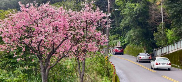 追花是簡單的快樂，賞花是恬淡的幸褔 3/2&7封面