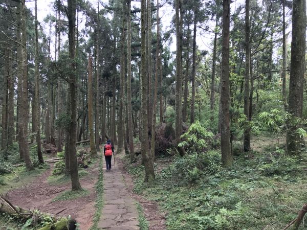 頂山石梯嶺上擎天崗119827