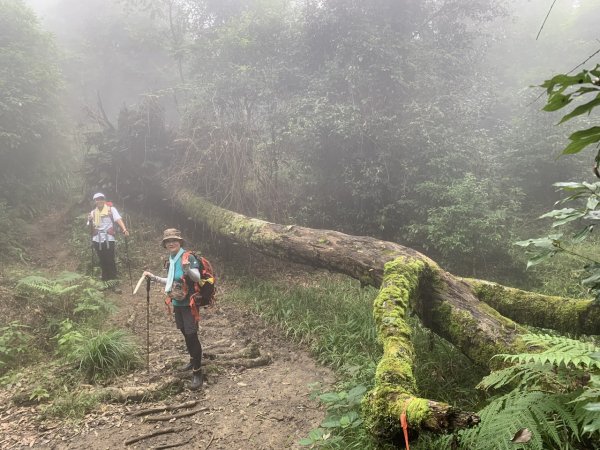 鵝公髻山步道（小百岳）2279655