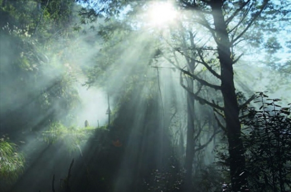 【宜蘭】跟著巡山員玩太平山－賴伯書的森林故事