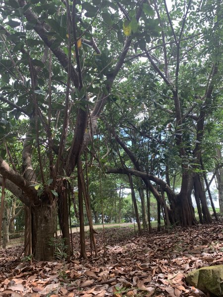 烏山縱走紫竹寺到雲山寺段1000399