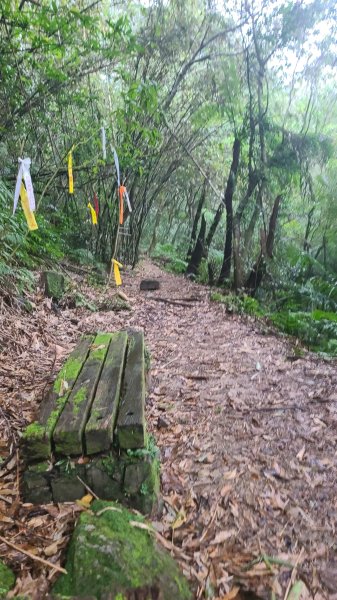 2025-01232淡蘭古道北二段(燦光寮古道到澳底)2696588