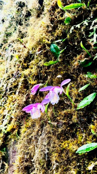 卡保石壁一葉蘭（耘夢谷上逐鹿山下O走）2809547