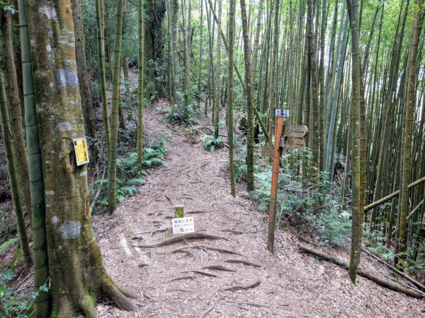 金柑樹山(小百岳#54)：留龍頭進、溪頭出1504846