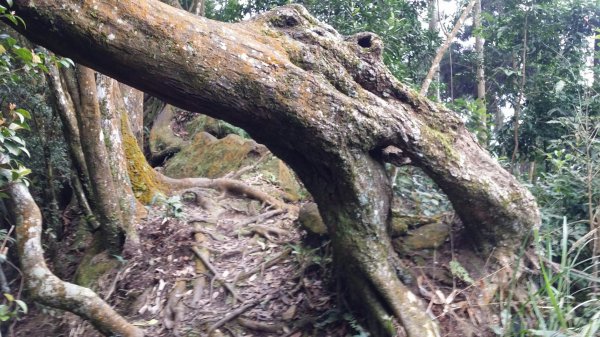 仙山登山步道503232