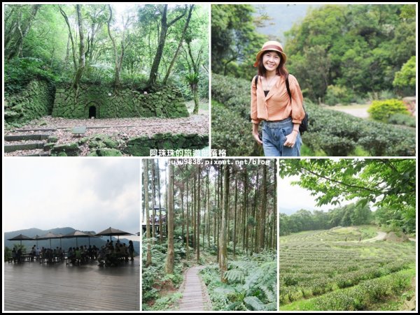 三峽。台灣農林熊空茶園。漫步海拔700m茶鄉柳杉林