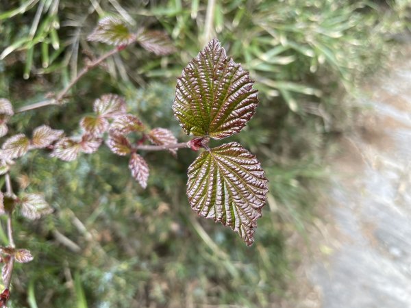 合歡北、西峰(三訪)113.04.212492796