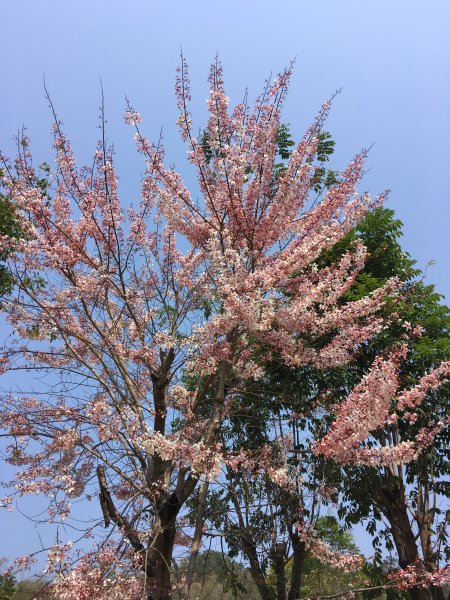 三月櫻花。花旗木＠神威天台山549802
