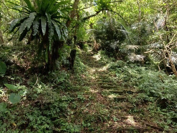 坪林區大舌湖漁光國小通學古道(保甲路古道)去回+大舌湖2844949